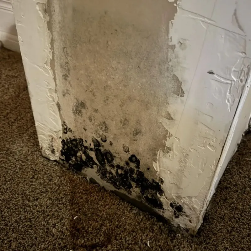 Professional Mold Removal in Camden, AR